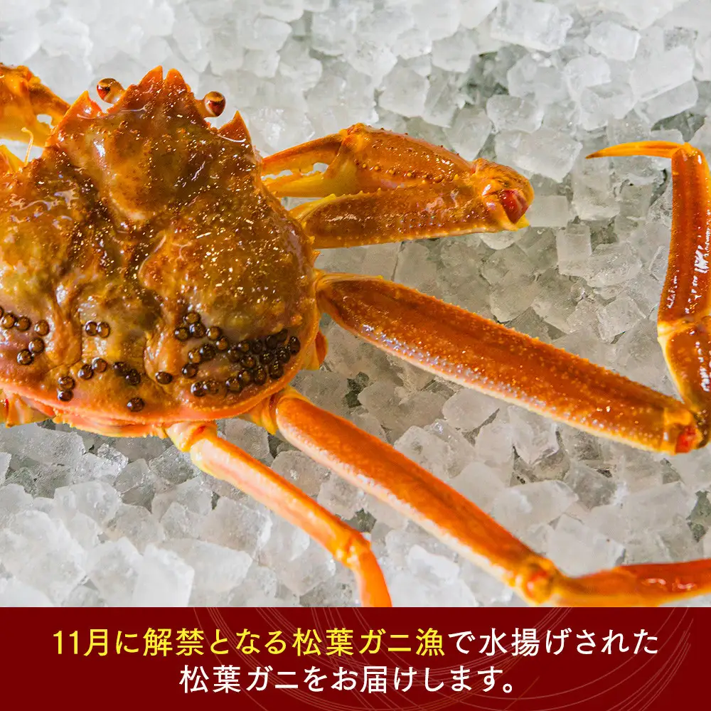 鳥取県産　タグ付きボイル松葉ガニと活松葉ガニの欲張りフルコース特大2枚セット　(900g～1kg)　  | カニ 松葉ガニ 活 美味しさに 訳あり 大容量  ※2026年11月上旬～2027年3月下旬頃に順次発送予定