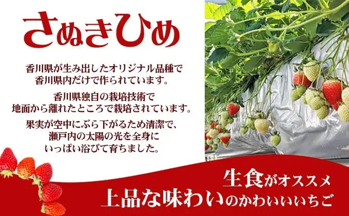 2027年1月～4月発送予定 いちご さぬきひめ 約1kg いちご