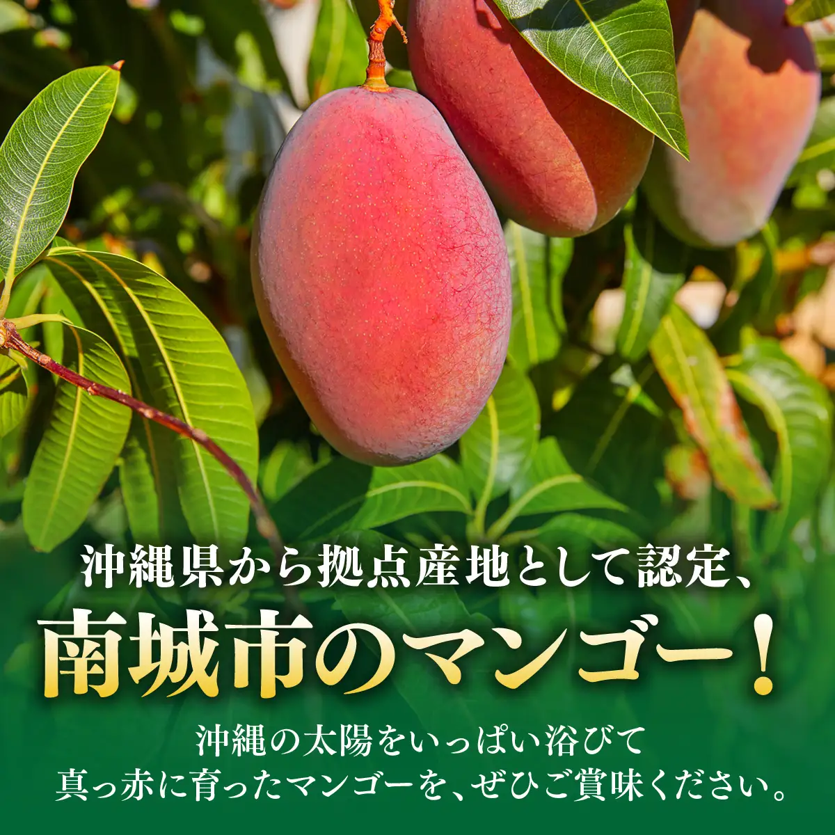 ＜先行予約＞宮平農園のマンゴー1kg【アーウィン・贈答用】 I  マンゴー まんごー トロピカルフルーツ フルーツ ギフト限定 アーウィン  1000g 1kg   沖縄県 南城市 ふるさと納税 合同会社宮平農園