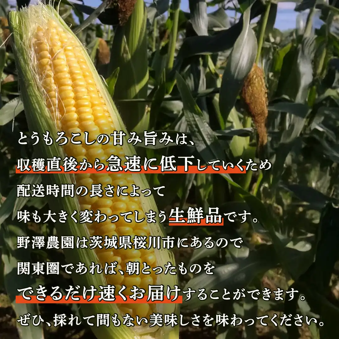 《 2027年 収穫分 》 朝採れ 桜川市産 とうもろこし 約4kg (11～13本) 2027年 先行予約 朝採り 小分け 食べきり レンチン キャンプ BBQ バーベキュー スイートコーン おおもの ゴールドラッシュ おひさまコーン とうきび 茨城県 桜川市 [FJ001sa] 