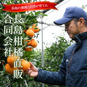 長島町産 大将季（ハウス） 贈答用 (約2.5kg) 12月中旬発送 【長島柑橘直販合同会社】kanchoku-7158