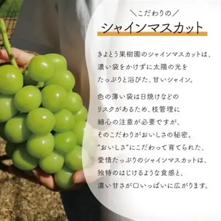 【2026年発送】シャインマスカット＆紫苑 上級品 大房3-5房入/計2.4kg～(岡山県産)【配送不可地域：離島・北海道・沖縄県】【1549063】