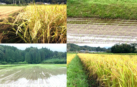 【令和7年産】えびの産 選べる ヒノヒカリ 米 やまのおこめ 5kg 玄米 お米 国産 宮崎県 九州 ひのひかり 送料無料 おにぎり こめ コメ