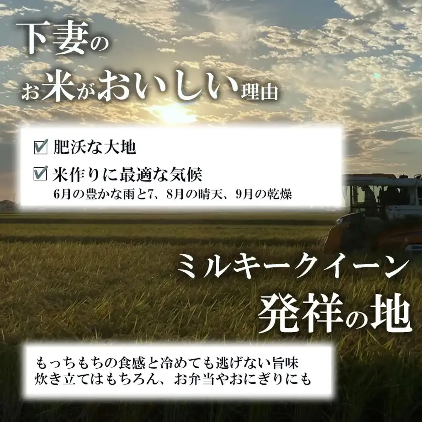 【ふるなび限定】R8年産 ミルキークイーン 精米 12kg 3月出荷 FN-Limited-PR