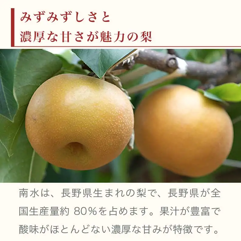 先行受付 南水梨 約5kg 10-20玉 ［小布施屋］令和8年産 【2026年9月下旬～10月下旬発送】［A-210］
