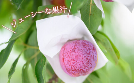 プラム 約2.5kg ［おぶせファーマーズ］数量限定 果物類 フルーツ 長野県産 信州産 クール便 冷蔵便 お取り寄せグルメ 【2026年8月上旬～9月中旬発送】［F-22］