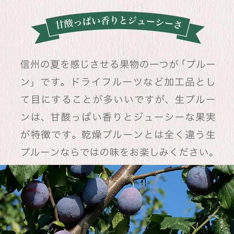 プルーン 約2kg ［おぶせファーマーズ］果物 フルーツ 生プルーン 産地 直送  クール便 冷蔵便 長野県産 信州産 令和8年産 【2026年7月下旬～9月中旬発送】  ［F-21］