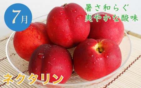 【6回定期便】小布施屋のフルーツ定期便 6ヵ月コース ［小布施屋］ 定期便 頒布会 フルーツ 果物 令和8年産 【2026年7月～12月発送】 ［J-3］