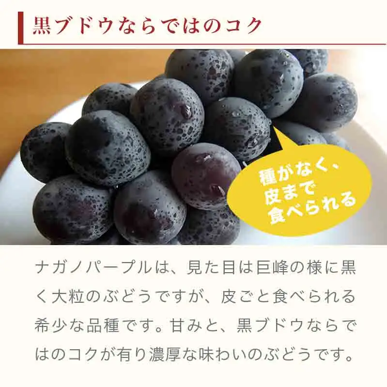 ナガノパープル 約1.3kg 2～3房 ［小布施屋］ 果物 フルーツ ぶどう 葡萄 令和8年産【2026年9月上旬～10月上旬発送】[B-5]