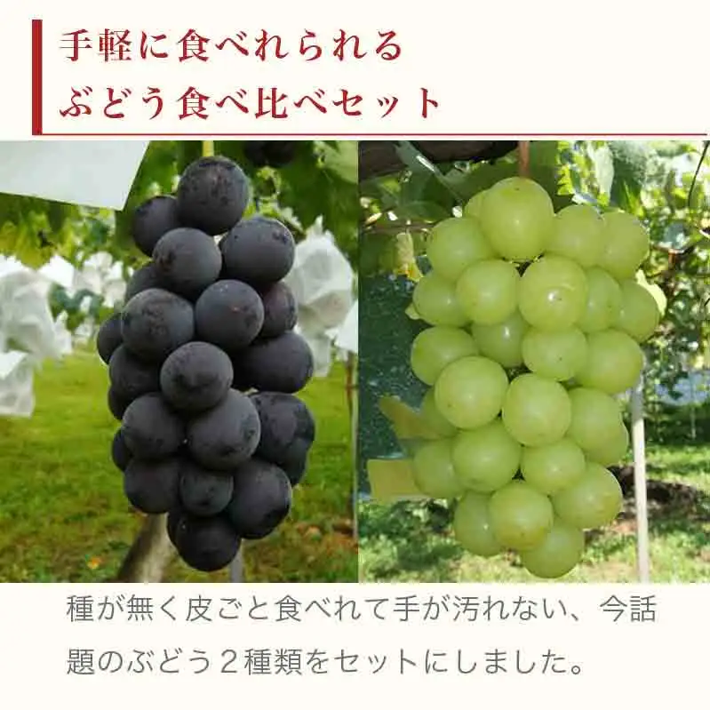 高級ぶどう味比べ詰合せ ナガノパープル ＆ シャインマスカット 約2kg 3～4房 ［小布施屋］ 果物 フルーツ ぶどう 葡萄 詰め合わせ セット 食べ比べ 令和8年産【2026年9月中旬～10月発送】［C-1］