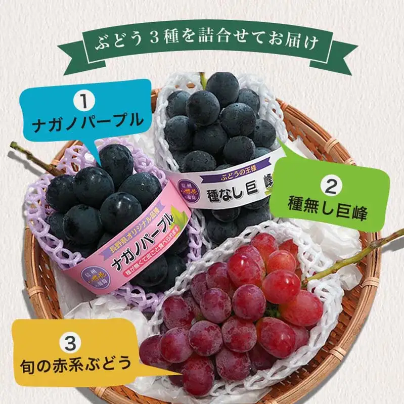 長野県産 旬のぶどう3種セット 種無し巨峰 ナガノパープル 赤系ぶどう 各1房 約1.5kg ［おぶせファーマーズ］ 詰め合わせ 詰合せ 食べ比べ 果物 フルーツ ぶどう 葡萄 クール便 冷蔵便 令和8年産 【2026年9月中旬～10月上旬発送】 ［F-531］
