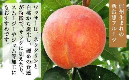 ワッサー 約2kg 4～9玉 ［小布施屋］ フルーツ 果物 長野県産 信州産 クール便 冷蔵便 数量限定 産地直送 令和8年産 【2026年8月上旬～8月下旬発送】［H-101］