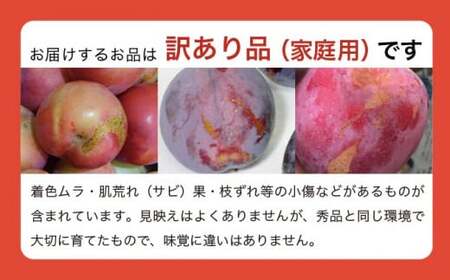 【訳あり】プラム 約2.5kg ［おぶせファーマーズ］数量限定 果物類 フルーツ 規格外 不揃い 家庭用 長野県産 信州産 クール便 冷蔵便 お取り寄せグルメ 【2026年8月上旬～9月中旬発送】［FH-86］