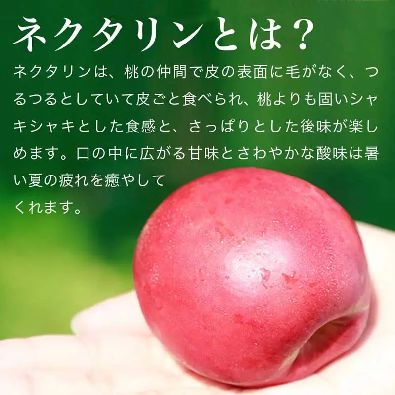 旬のネクタリン 約2.8kg 8～25玉 ［小布施屋］ 果物 フルーツ 桃 もも 長野県産 小布施 冷蔵便 クール便 産地直送 数量限定 送料無料 令和8年産 【2026年7月上旬～9月上旬発送】［A-3］