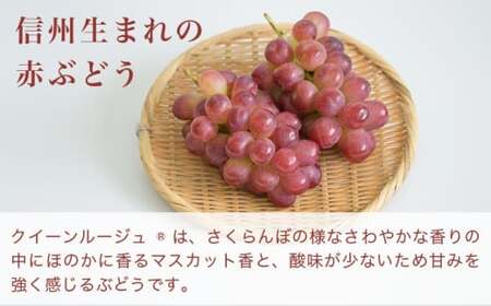 クイーンルージュ_ 約1.2kg 2～3房 ［小布施屋］ 果物 フルーツ ぶどう 葡萄 令和8年産【2026年9月中旬～11月上旬発送】 ［A-705］