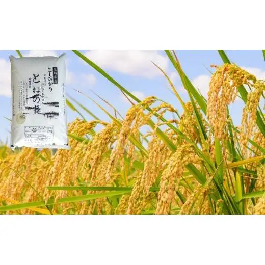 【6ヶ月定期便】《 令和7年産 》米 コシヒカリ 「 とねの舞 」 精米 10kg ／ 米 こめ コメ お米 おこめ コシヒカリ こしひかり とねの舞 白米 ごはん 令和7年産 10kg 定期便 茨城県 利根町 送料無料