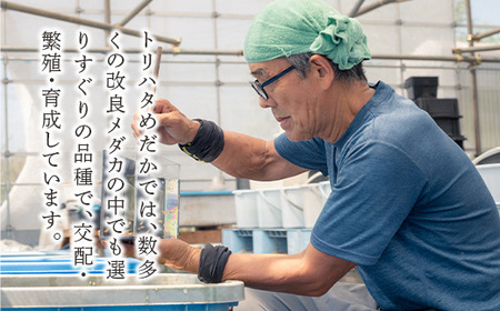 677 メダカ 菊銀美人 ワイドフィン トリオ(3匹) 改良メダカ【トリハタめだか】