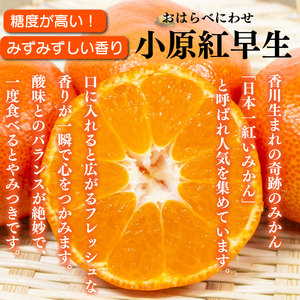 【みかん】 訳あり みかん 3kg 小原紅早生 蜜柑 【蜜柑】