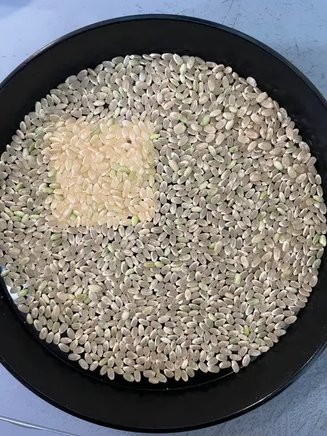 令和8年度産 新米 こしひかり 5kg こめ お米 白米 ご飯 備蓄 国産 さぬきの米 たべてんまい