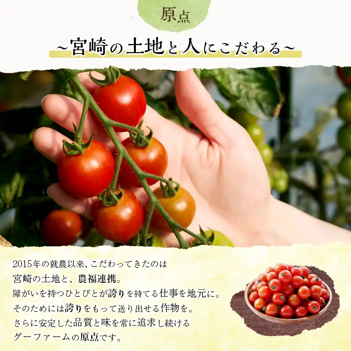 ＜期間限定＞ミニトマト(約1.5kg) 野菜 サラダ 【GF-4】【グーファーム】