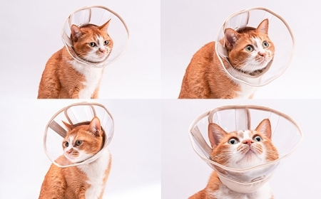 【Mサイズ】ぽぽねこ 軽くて柔らかい猫用エリザベスカラー 視界良好・ソフト・軽量タイプ「共通返礼品」 | 布製 防汚 撥水 撥油素材 エリザベスカラー ペット ペット用品 ねこ ネコ 茨城県 守谷市