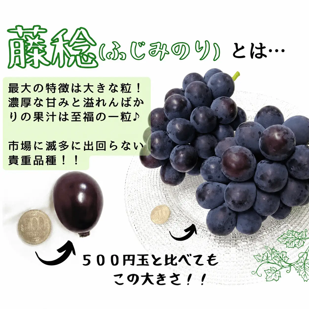 【 厳選品 】※2027年の予約です！※ 大粒希少品種　藤稔 1房700g以上! 【2027年8月下旬～発送予定】離島発送不可 / 数量限定 ぶどう 葡萄 先行予約 フルーツ 果物 藤稔 ふじみのり 新鮮 当日出荷 贈答 希少 新鮮 当日出荷 林ファミリー 真庭市【hfbd014-03】