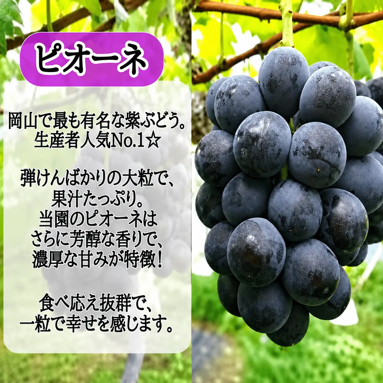 ピオーネ 岡山県産ぶどう 1.2kg(2～3房)セット 【hfbd004-03】