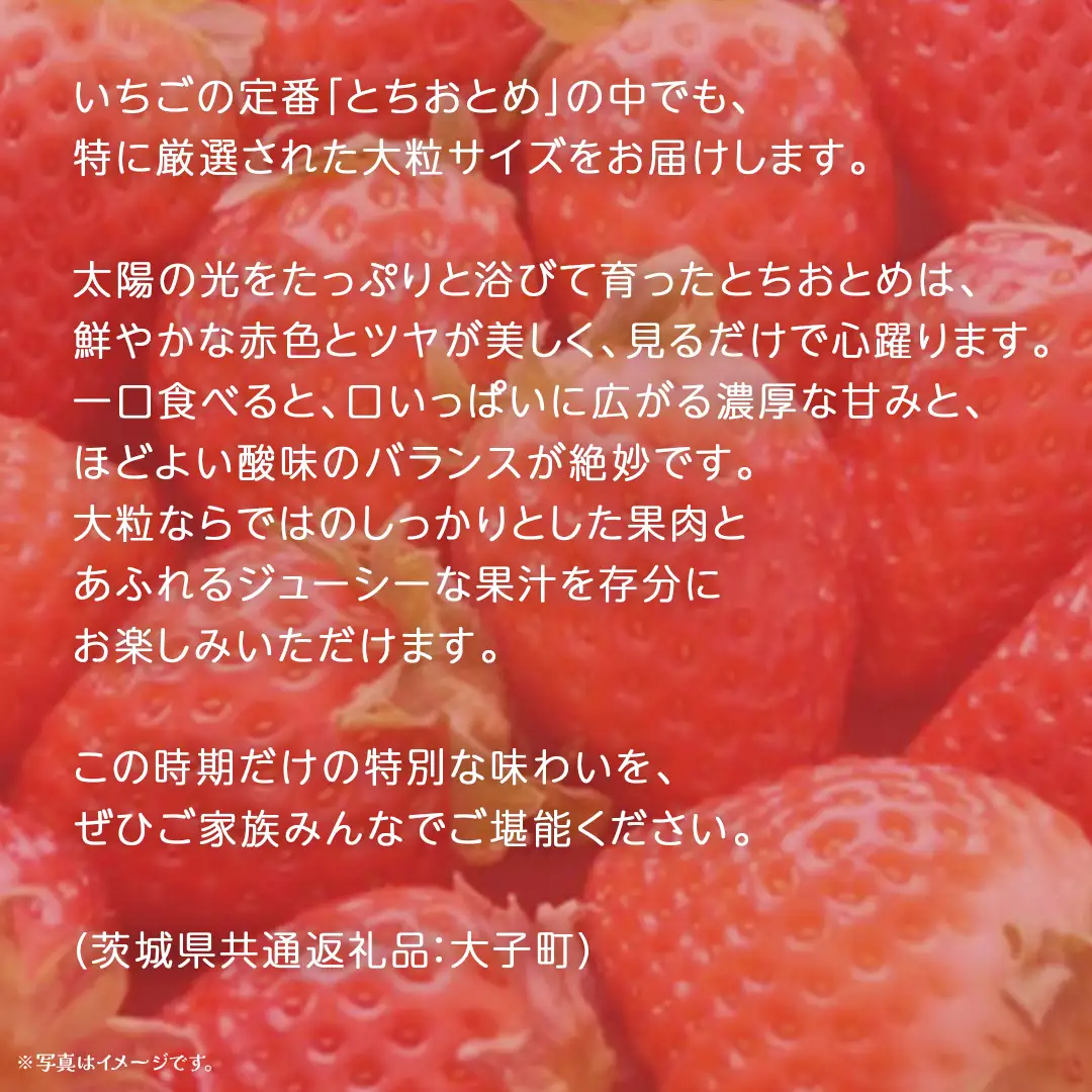 【 お歳暮 熨斗付き 】 とちおとめ 250g（8～12粒）×4パック (茨城県共通返礼品：大子町)