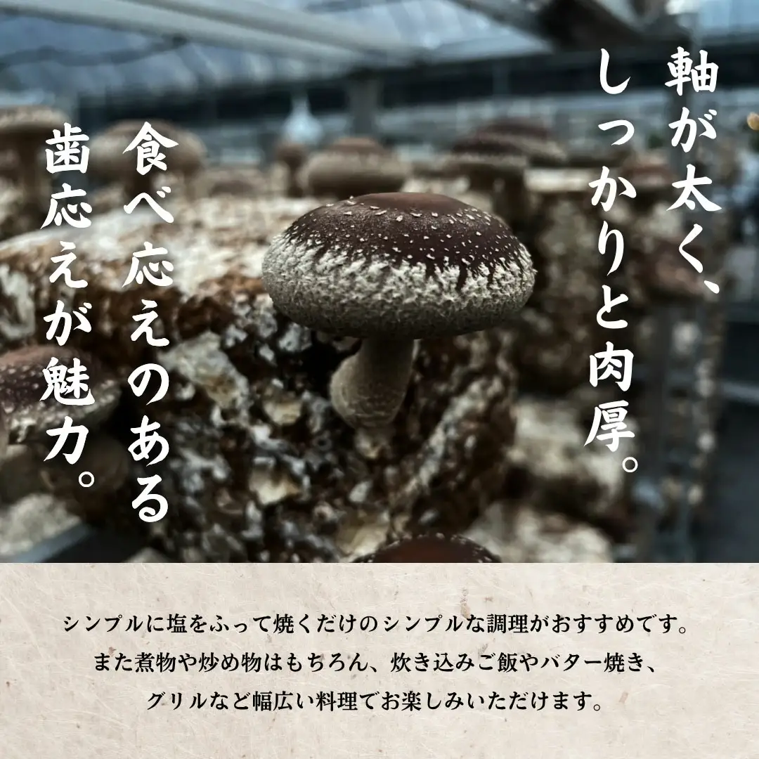 大分県産 しいたけ 津久見で育てた肉厚生しいたけ 1?s