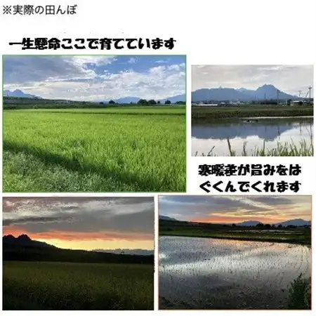 こしひかり(精米)【ミズサワ】令和8年産　低農薬　10kg【配送不可地域：離島・沖縄県】【1669220】