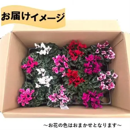 【10月～11月発送】ガーデンシクラメン　3号ポット(12個入り)【1675224】