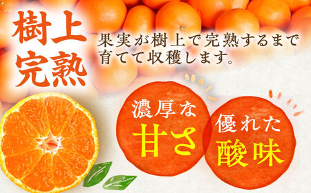 【2027年1月以降順次発送】樹上完熟みかん 5kg / 柑橘 国産 フルーツ / 佐賀県 / 吉田みかん園 [41ABAG003]