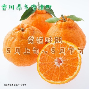 長期貯蔵 熟成 不知火（でこぽん）約2.8kg【予約受付中！令和9年5月中旬より発送】【B-29】