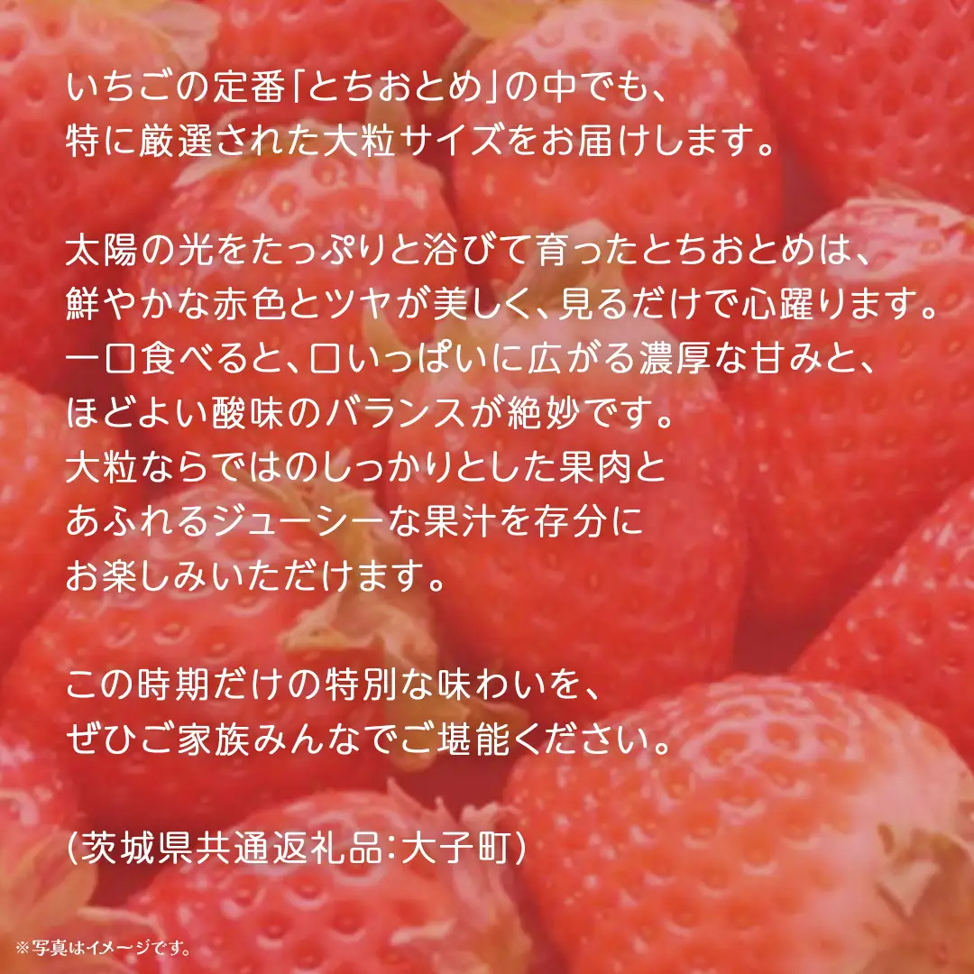 【 お歳暮 熨斗付き 】 桐箱入り 大粒 とちおとめ 12粒 (茨城県共通返礼品：大子町)