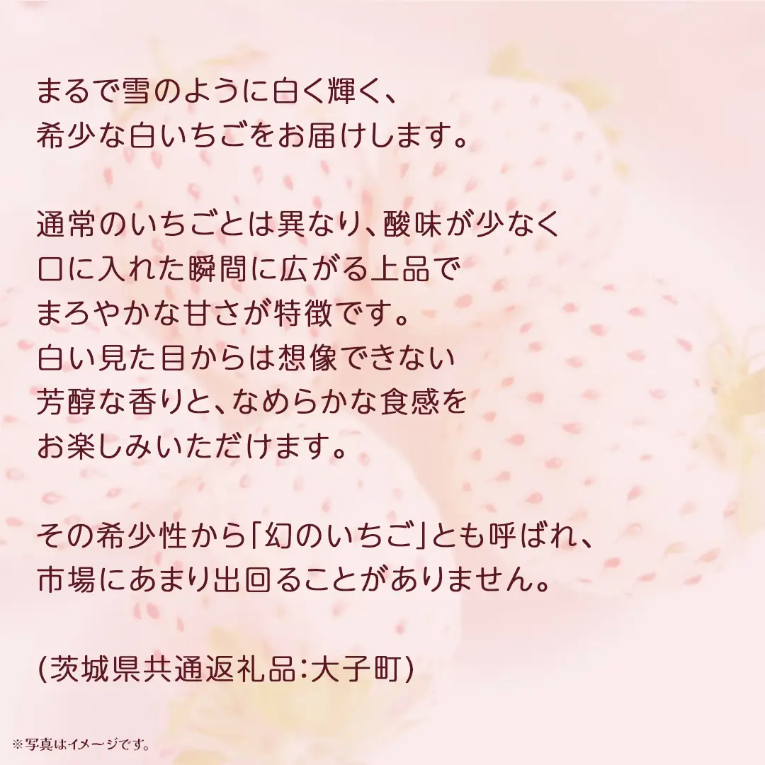 【 お歳暮 熨斗付き 】 桐箱入り 大粒 白いちご 12粒 (茨城県共通返礼品：大子町)
