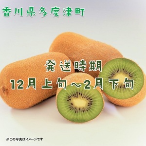 香川県オリジナルキウイフルーツ「香緑」約3.5kg【予約受付中！令和8年11月下旬頃から発送】【B-31】