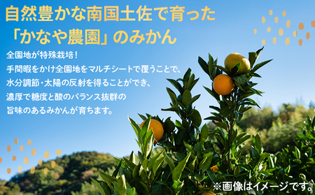 みかん 定期便 4回 家庭用 10kg(Lサイズ) みかん Wbe-0124