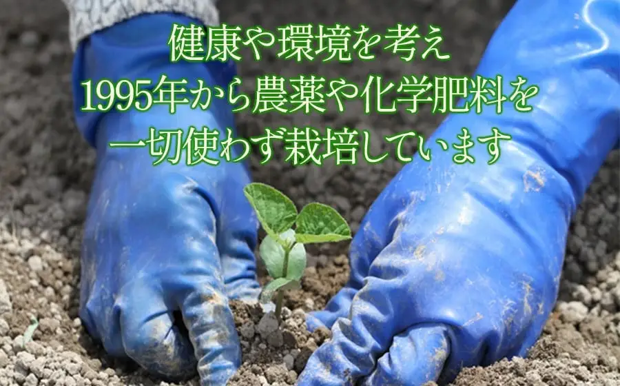 枝豆 冨樫藤左エ門のだだちゃ豆(早生白山) 1.2kg  (300g×4袋) 本場鶴岡市白山産 令和9年産 K-933