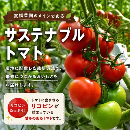 むつ市産　寅福菜園の「サステナブルトマト＆ミニトマトセット」2㎏