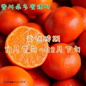 『小原紅早生みかん』約５kg【予約受付中！令和8年11月下旬より発送！】【A-32】