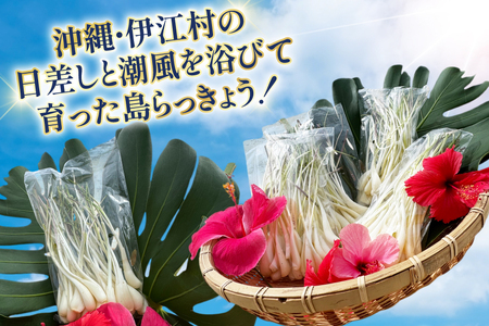 【期間限定発送】島らっきょう 生 皮むき 250g 4袋 計 1kg