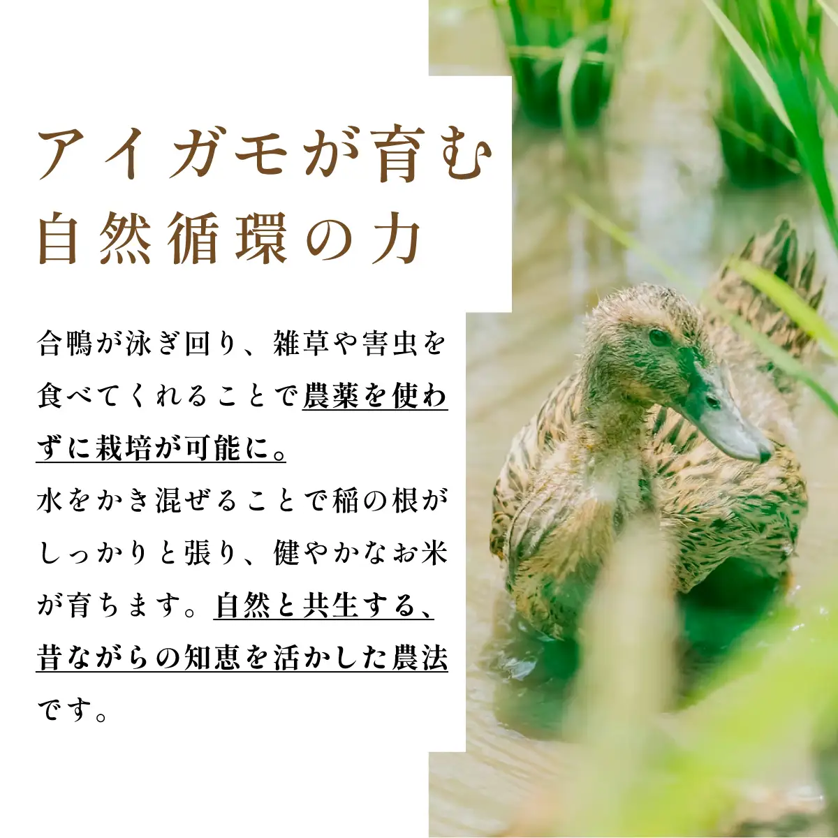 〈8年産予約〉有機米 無農薬 コシヒカリ 精米 27kg 有機米
