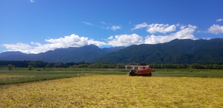 米 お米 コシヒカリ 信州伊那産 令和７年度 伊那市田原産米 コシヒカリ 10キロ 【020-56】