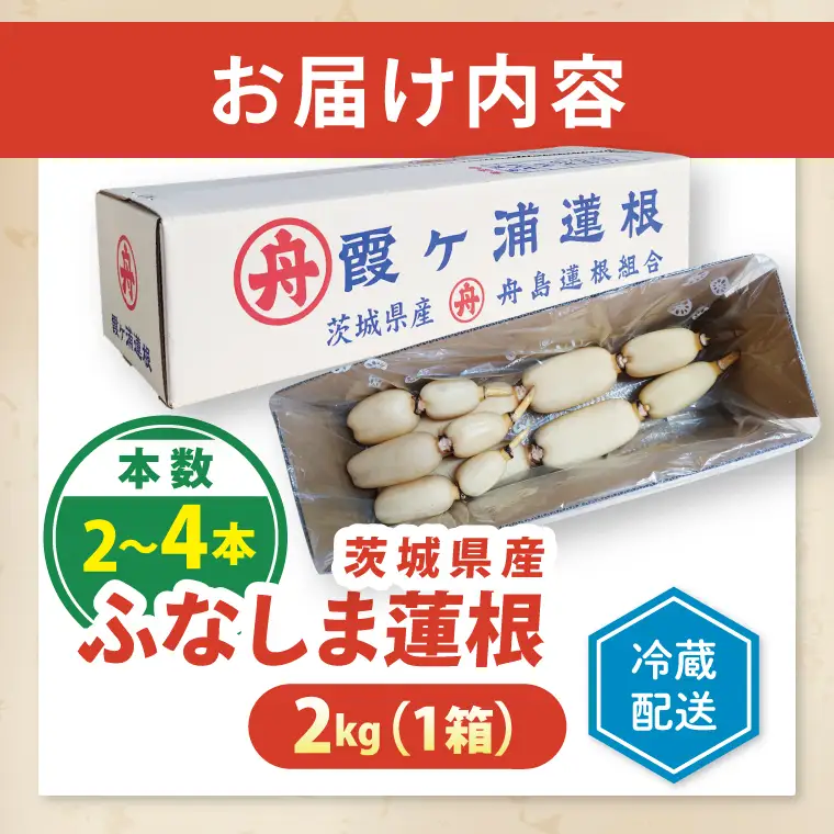 【特選】ふなしま蓮根（2kg箱）2～4本｜老舗産地 レンコン 希少品種 れんこん 柔らかい 産地直送（82-02）