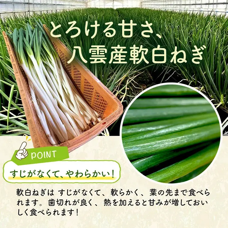 【先行予約】八雲産 軟白ねぎ 1kg + 寒ちぢみ ほうれん草 800g セット ※2026年12月～発送