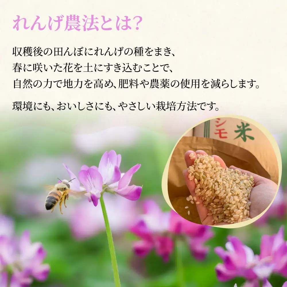玄米 R7年産 10kg  ハツシモ｜玄米