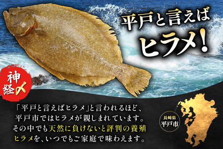 ヒラメ 神経〆平戸ひらめ 1尾 1 ～ 1.5kg 内臓処理済