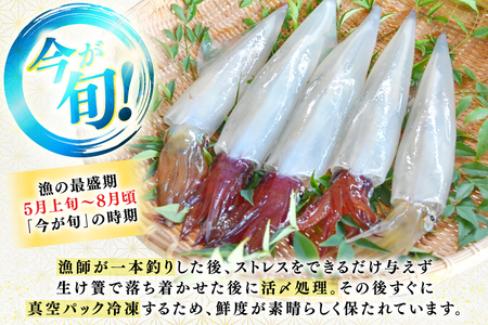 イカ 刺身 今が旬の ヤリイカ（ 沖漬け 付）2～4杯 約400g 先行予約