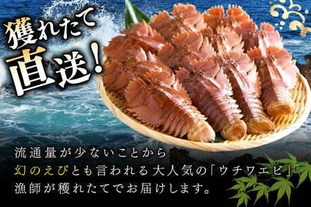 うちわえび エビ 海老 海鮮 冷凍 小分け ウチワエビ半身 約800g 10～14切