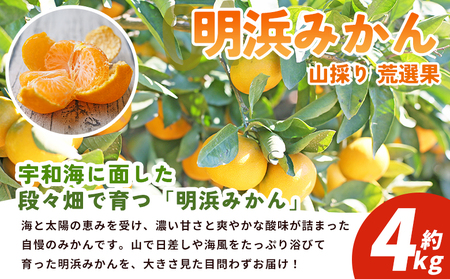 【先行予約】＜西予の美味しい柑橘セレクト（ご家庭用）／明浜みかん 山採り 荒選果（約4kg）＞ 果物 くだもの フルーツ 蜜柑 みかん ミカン 柑橘 ご家庭用 温州みかん 食べて応援 国産 愛媛県産 特産品 西予みかん倶楽部 愛媛県 西予市『2026年11月中旬から2027年1月中旬迄に順次出荷予定』【常温】OMC0015